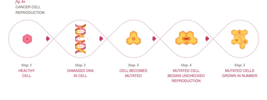 Cancer cell reproduction