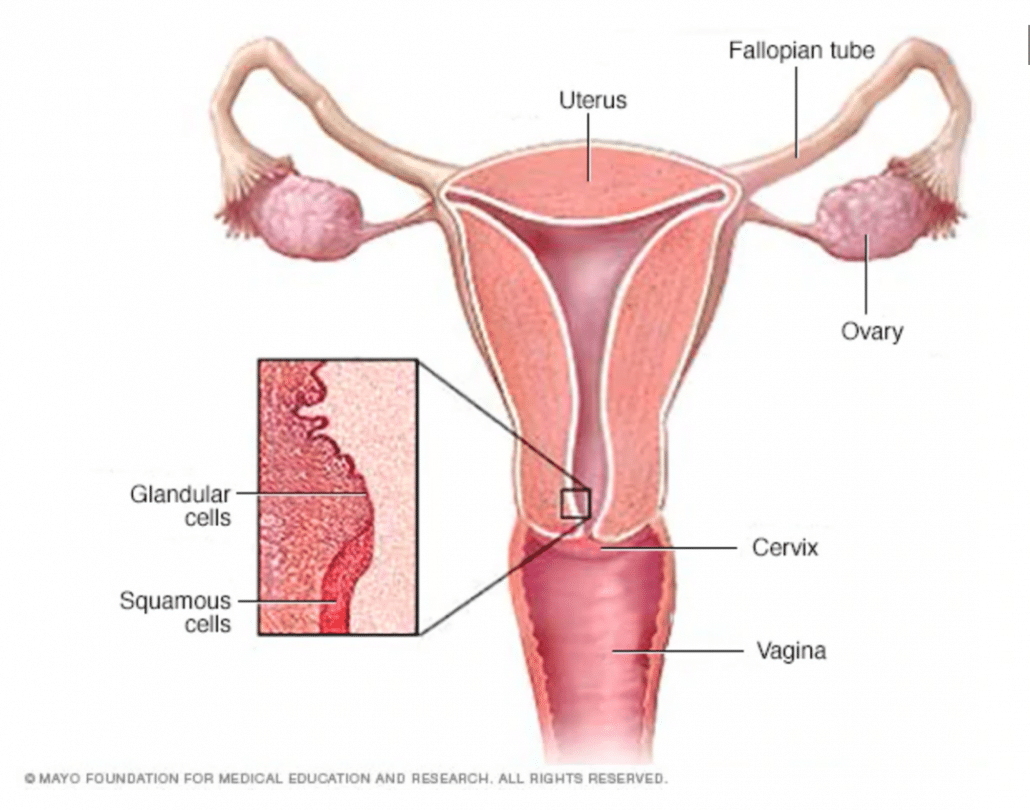 diagram-of-uterus